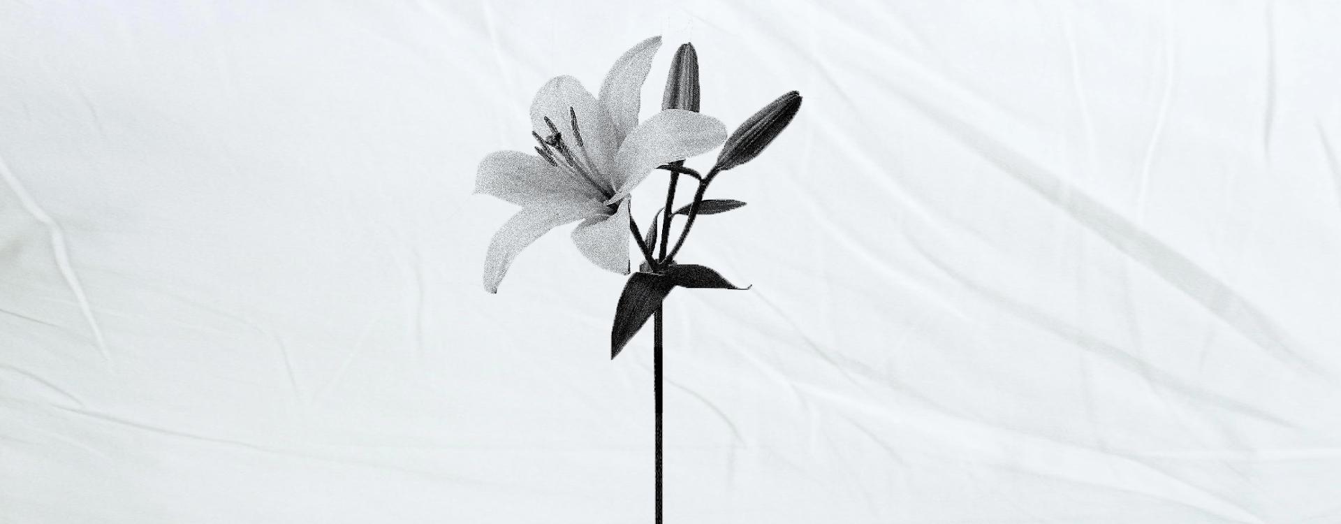 Imagen de una foto de una flor